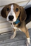 adoptable Dog in springfield, VA named Ladybug