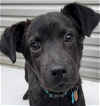 adoptable Dog in springfield, VA named Tripp
