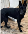 adoptable Dog in springfield, VA named Nova