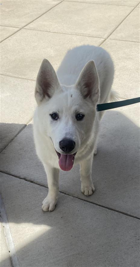 adoptable Dog in Springfield, VA named Charmin