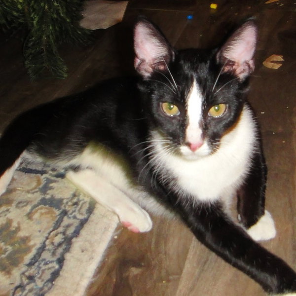 Elvis