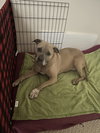 Penny - Photo 3