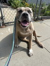 Penny - Photo 4