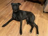 Olive - Photo 1