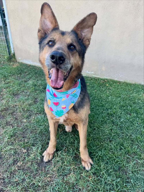 THOR - Shepherd available for adoption