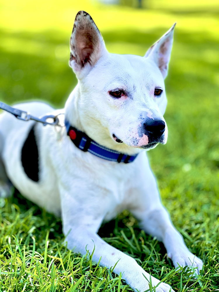 adoptable Dog in Los Angeles, CA named Andrew