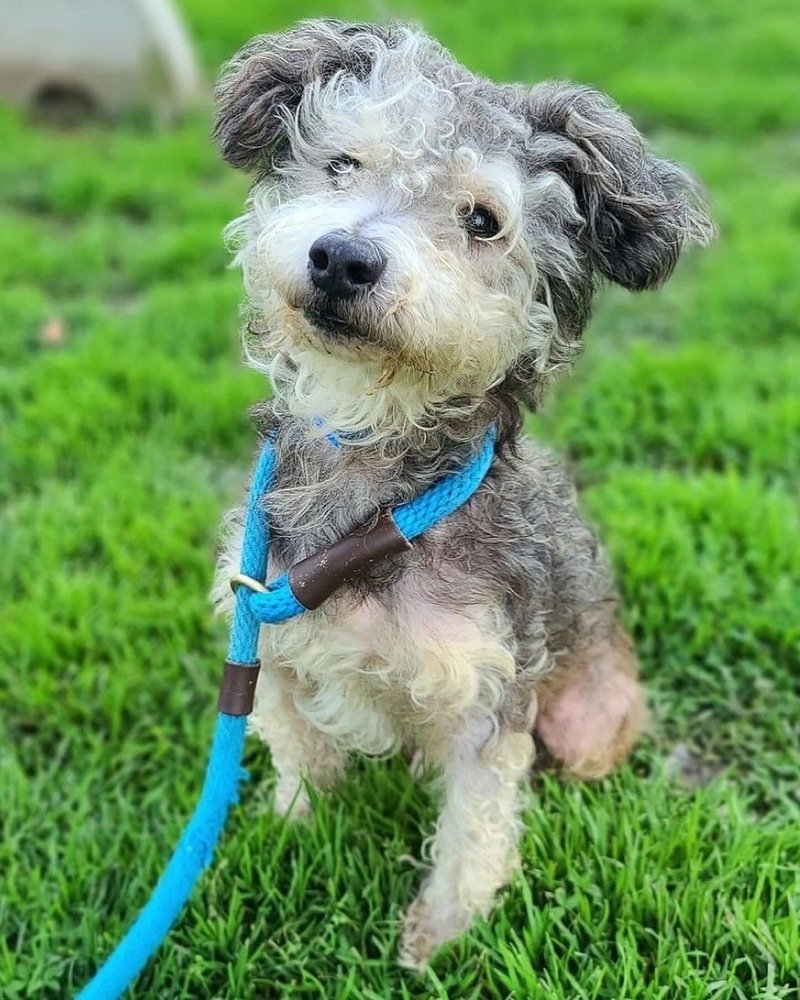adoptable Dog in Los Angeles, CA named Manchester