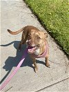 adoptable Dog in  named Hennessy