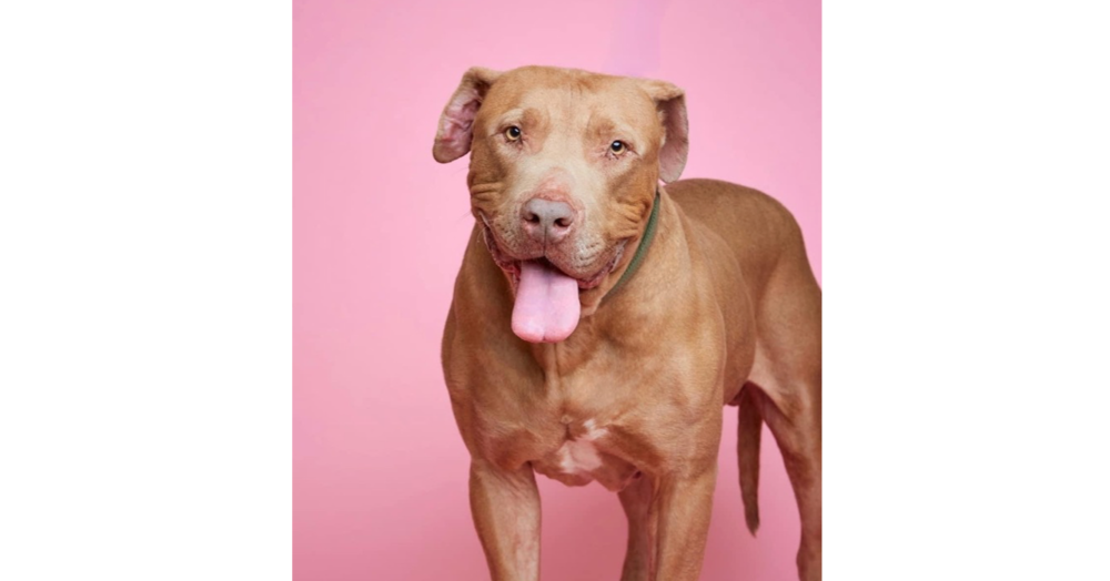 adoptable Dog in Los Angeles, CA named Peanut