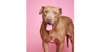 adoptable Dog in  named Peanut