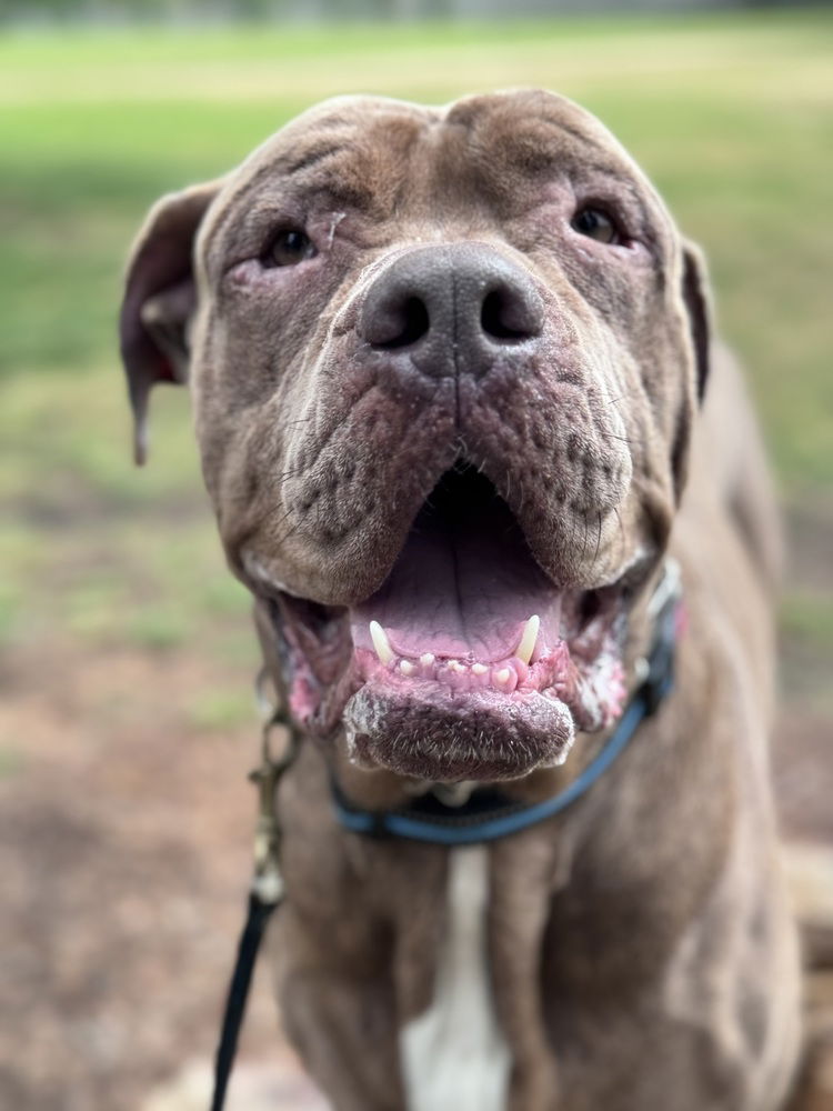 adoptable Dog in Los Angeles, CA named Jack