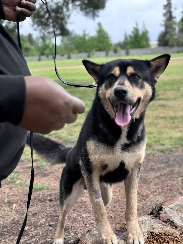 adoptable Dog in Los Angeles, CA named Max