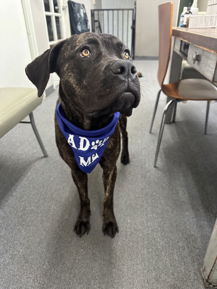 adoptable Dog in Los Angeles, CA named Remi