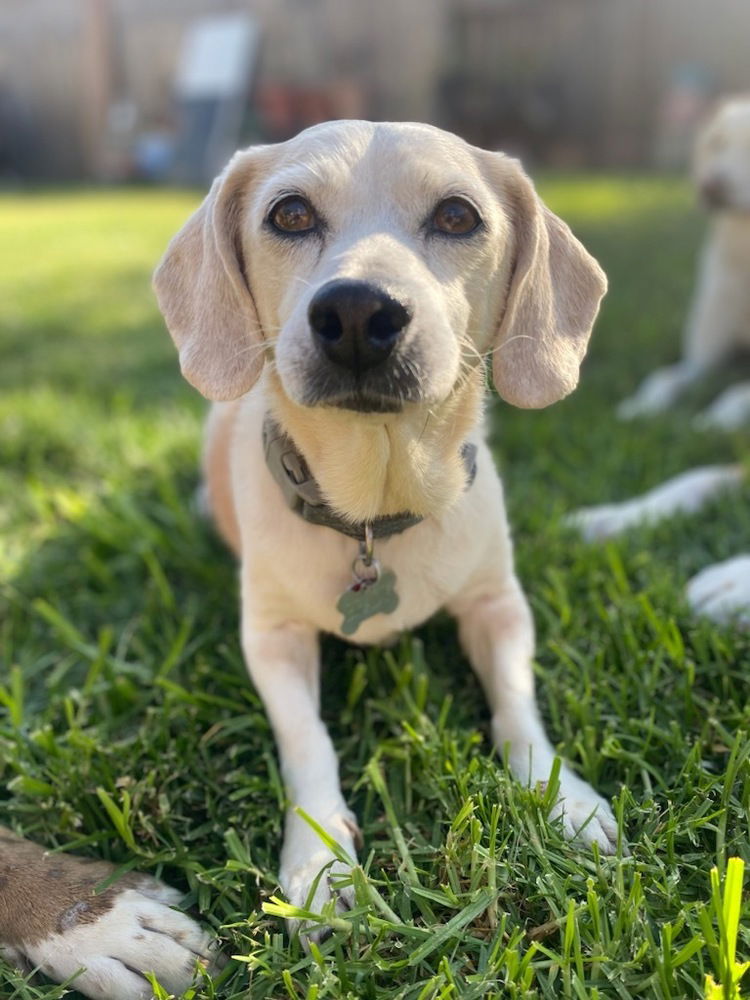 adoptable Dog in Los Angeles, CA named Brady