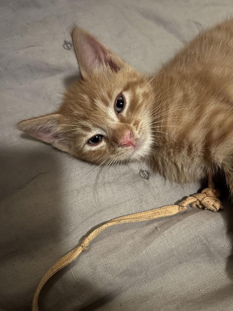 adoptable Cat in Los Angeles, CA named Bonded kittens 8 weeks