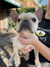 adoptable Dog in  named Frank