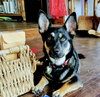 Sammy - Photo 2