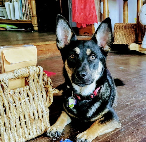 SAMMY - German Shepherd Dog available for adoption