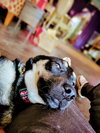 Sammy - Photo 4