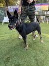 adoptable Dog in  named Omar