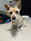adoptable Dog in  named Piper