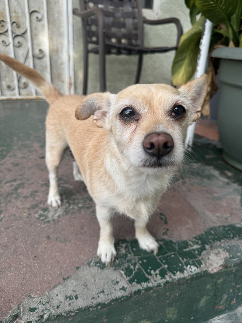 PIPER - Chihuahua available for adoption