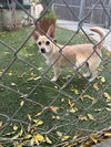 Piper - Photo 3