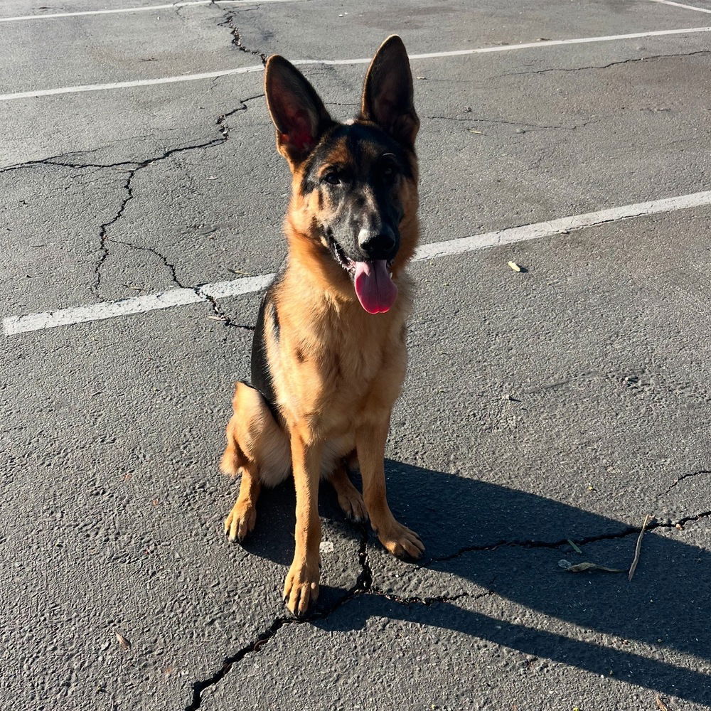 adoptable Dog in Los Angeles, CA named Chance