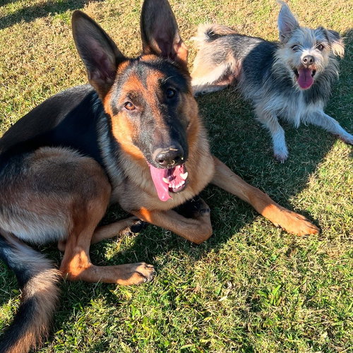 CHANCE - German Shepherd Dog available for adoption