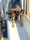Chance - Photo 4