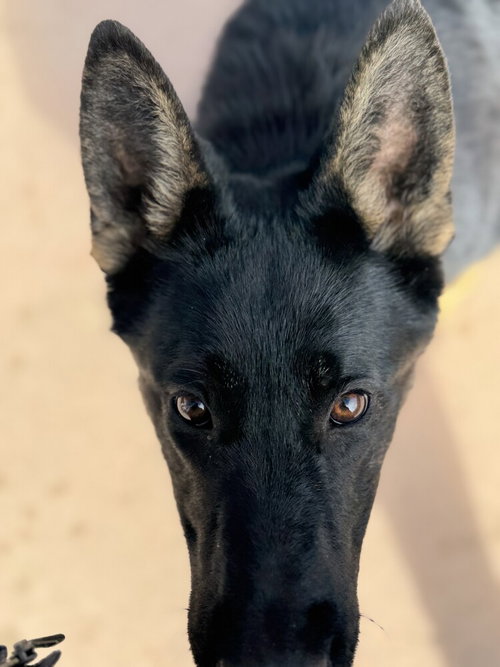 LEILA - German Shepherd Dog available for adoption