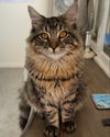 adoptable Cat in Los Angeles, CA named Leo