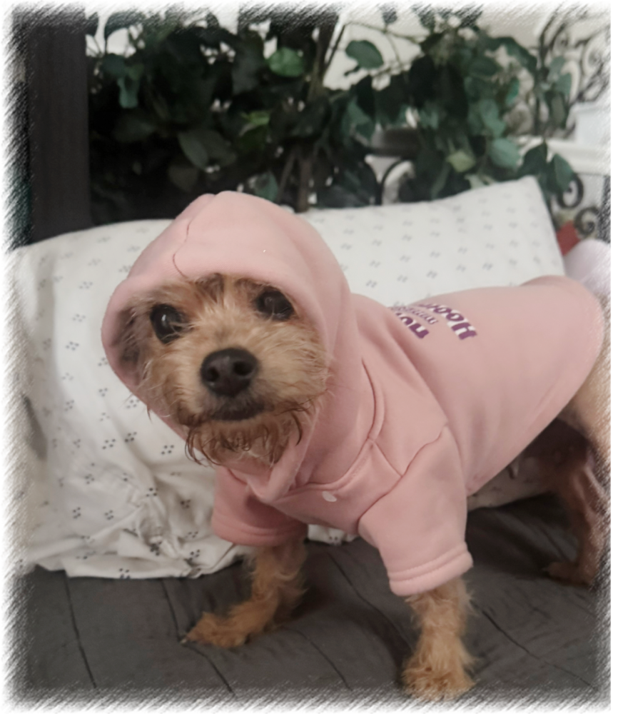 adoptable Dog in Los Angeles, CA named Emme