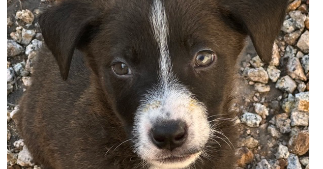 adoptable Dog in Gilbert, AZ named Alcatraz