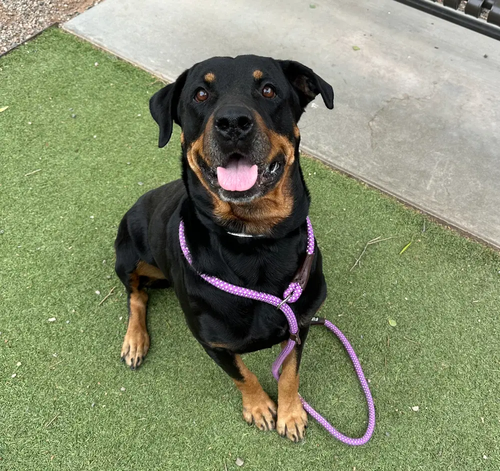 Oakley - Rottweiler