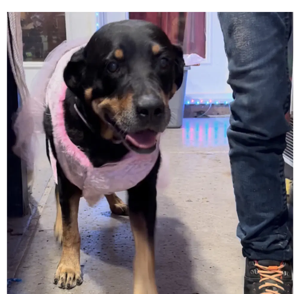 Oakley - Rottweiler