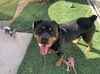 adoptable Dog in Gilbert, AZ named Gazan