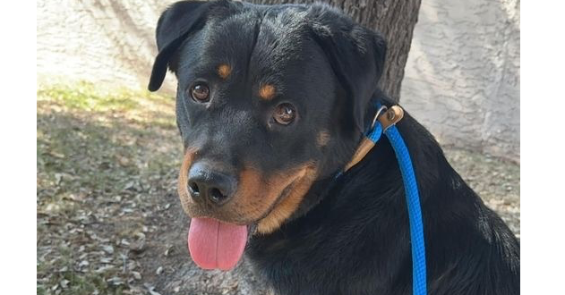 adoptable Dog in Gilbert, AZ named Layla