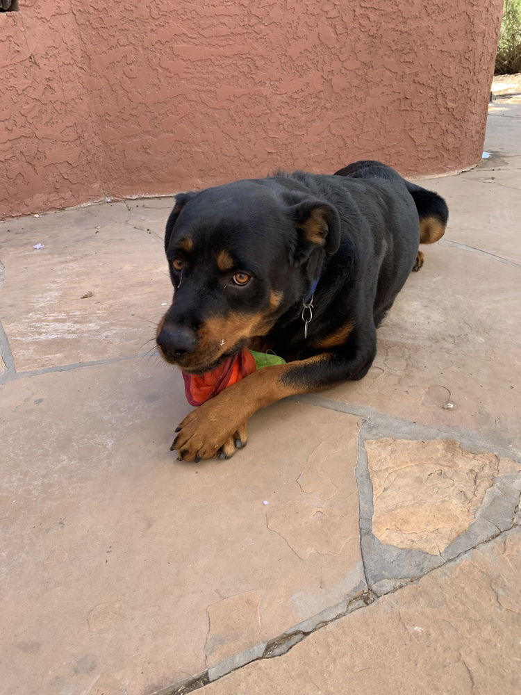 adoptable Dog in Gilbert, AZ named Bear