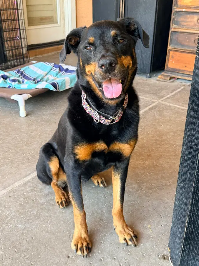 Dolce - Rottweiler