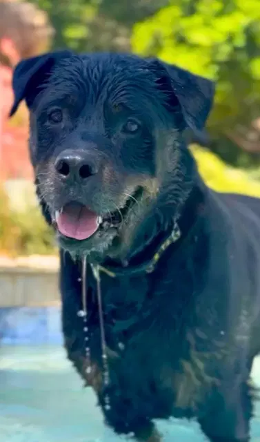 Bronson - Rottweiler
