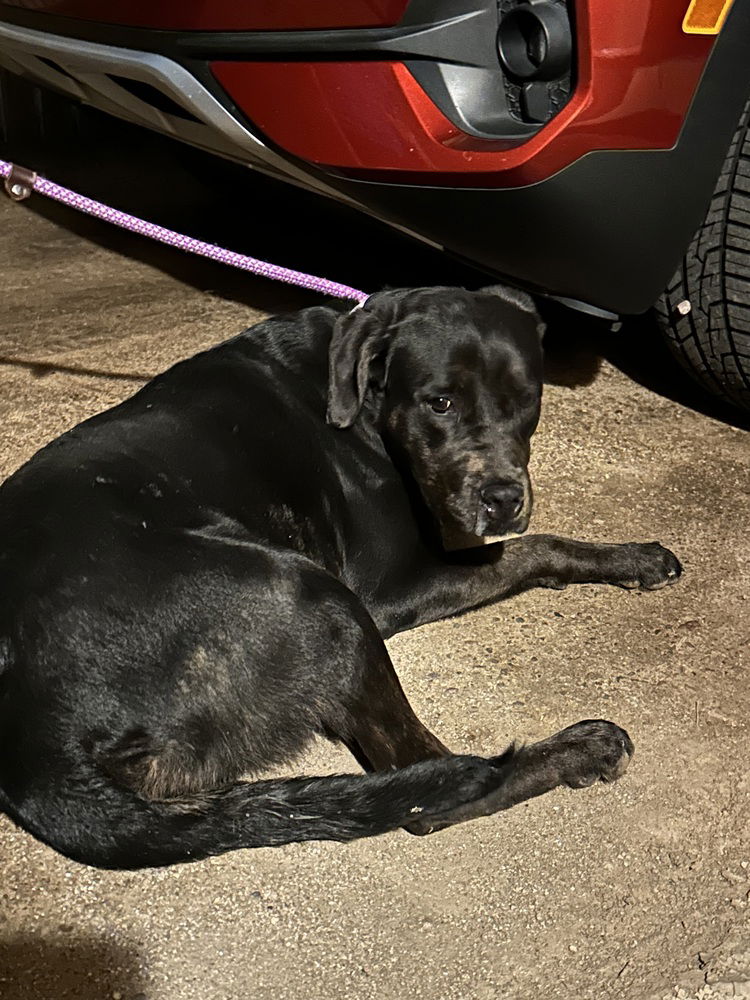 adoptable Dog in Gilbert, AZ named Janie