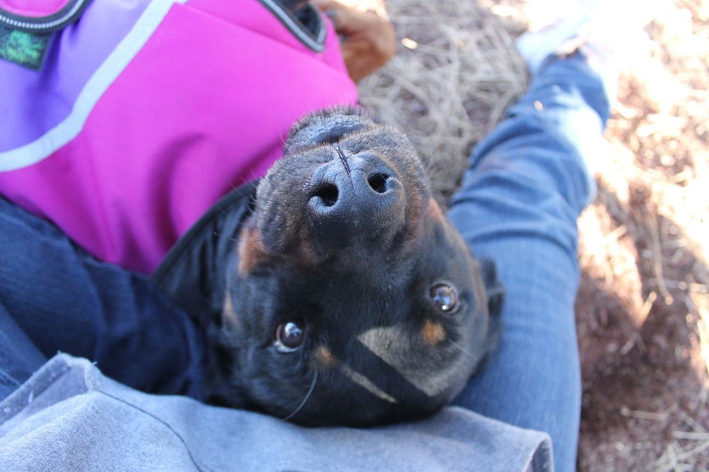 adoptable Dog in Gilbert, AZ named Sandy