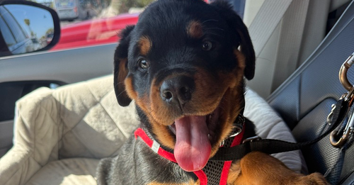 picture of the dog needing adoption