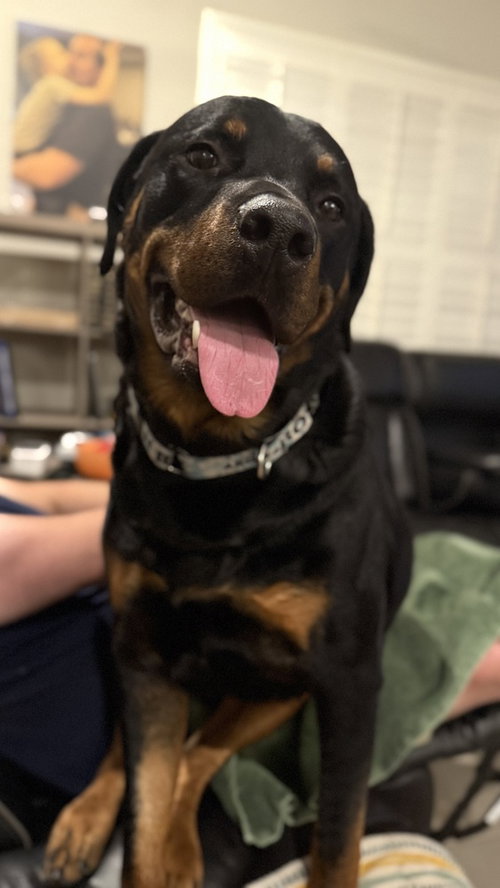 WILCOX - Rottweiler for adoption in Chandler