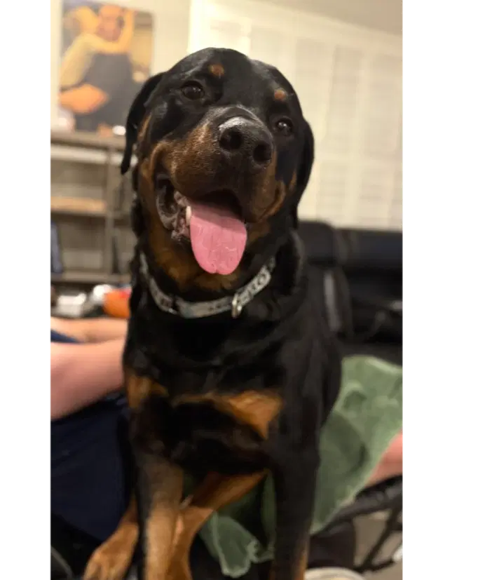 Wilcox - Rottweiler