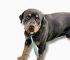 adoptable Dog in gilbert, AZ named Flex