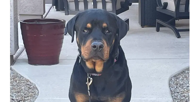 Flex - Rottweiler
