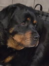 adoptable Dog in gilbert, AZ named Angus