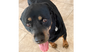 adoptable Dog in  named Daisy